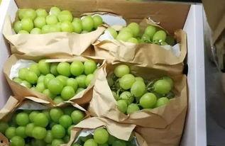 广电吃瓜,揭秘娱乐圈幕后真相