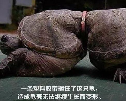 网红动物消失了,追踪背后的真相