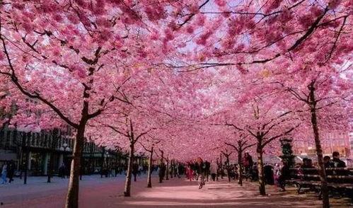 樱花校园吃瓜日常ID,揭秘吃瓜日常背后的趣味故事