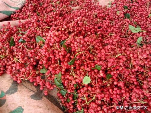 今日头条采摘花椒